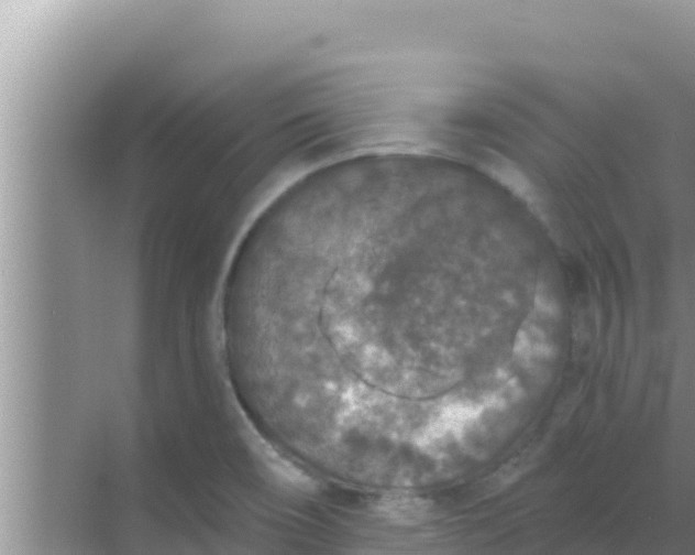 X0000069381466200605262038