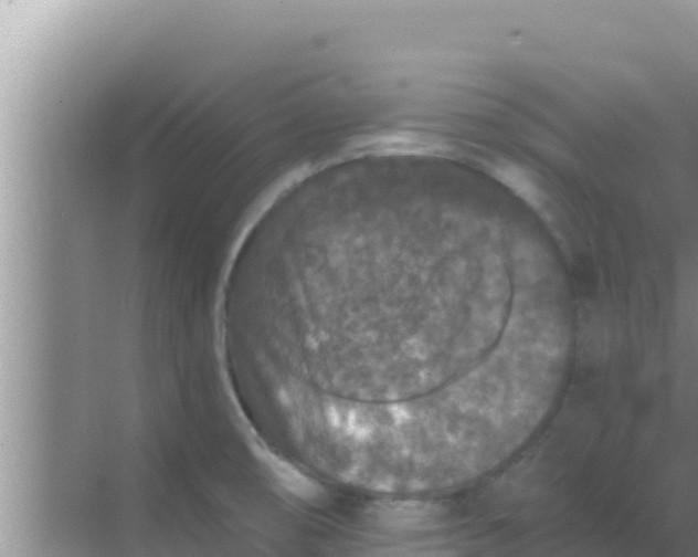 X0000069381474200605262038