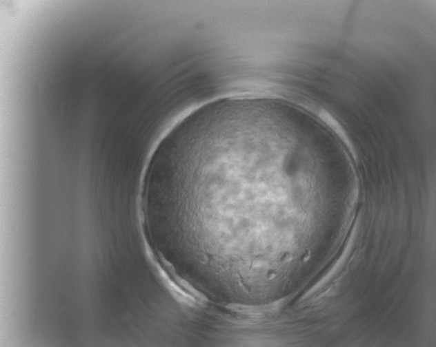 X0000069381485200605262037