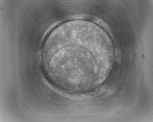 X0000069380012200606021618