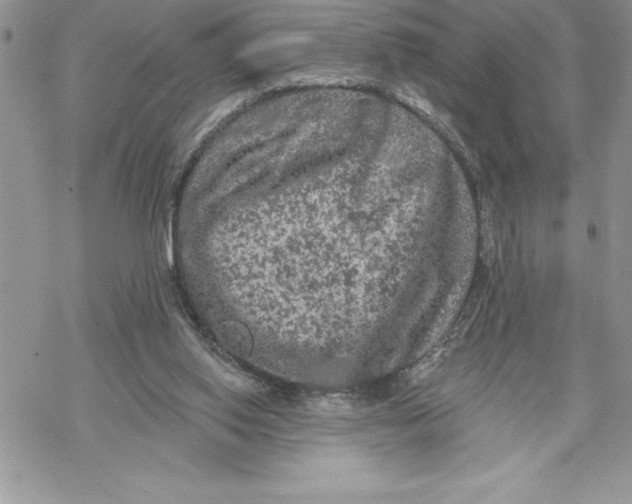 X0000069380062200606021617