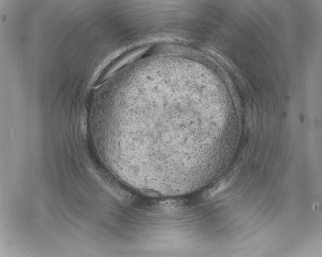 X0000069380064200606021617