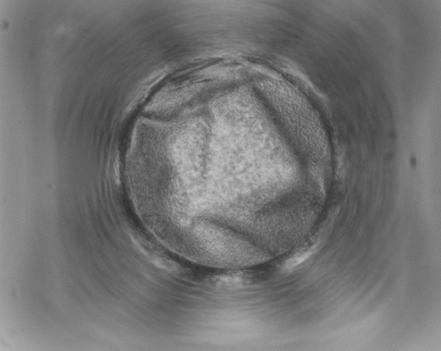 X0000069380068200606021617