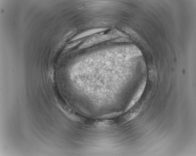 X0000069380072200606021617