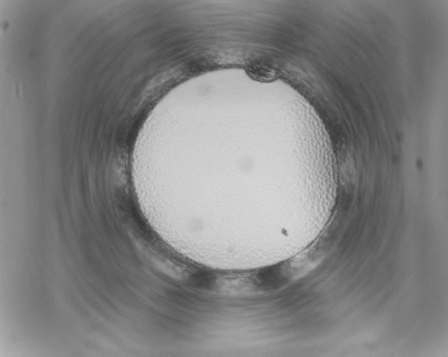 X0000069380175200606021616