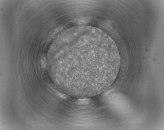 X0000069380240200606021614