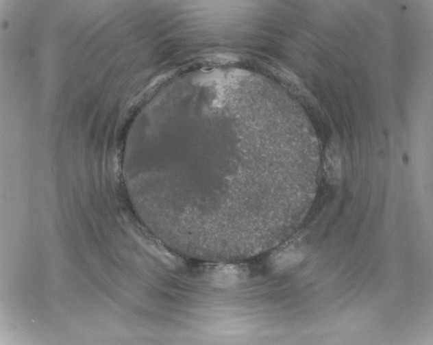 X0000069380330200606021613