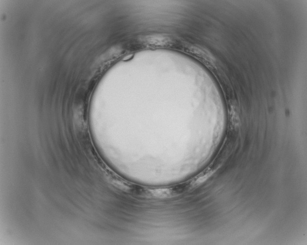 X0000069380377200606021613