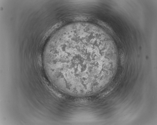 X0000069380729200606021606