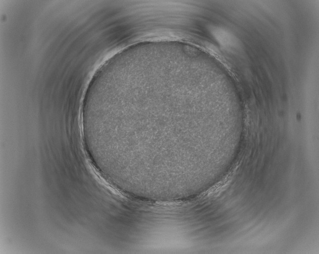 X0000069380840200606021605