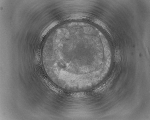 X0000069380874200606021604