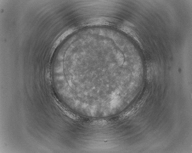 X0000069380882200606021604