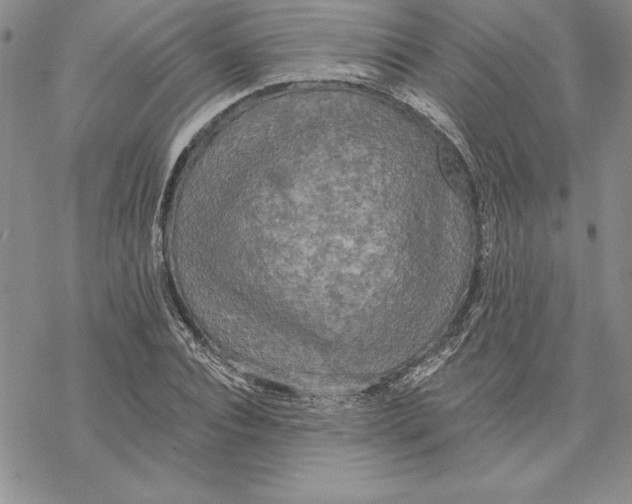 X0000069380928200606021603