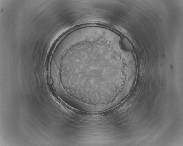 X0000069381024200606021601