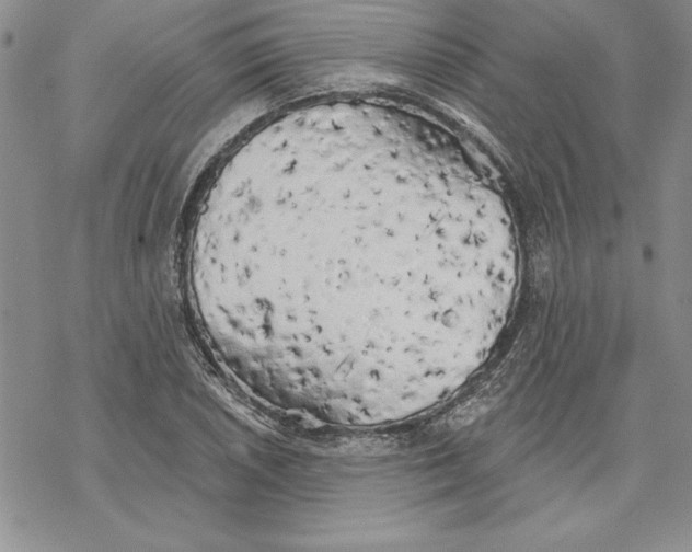 X0000069381026200606021601