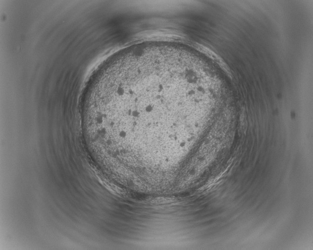 X0000069381027200606021601