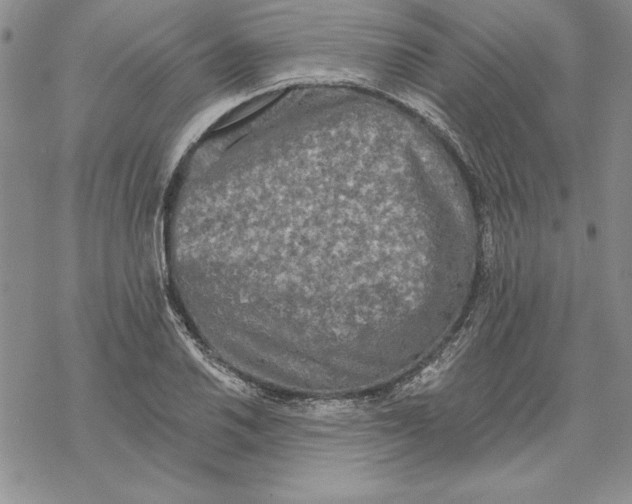 X0000069381030200606021601