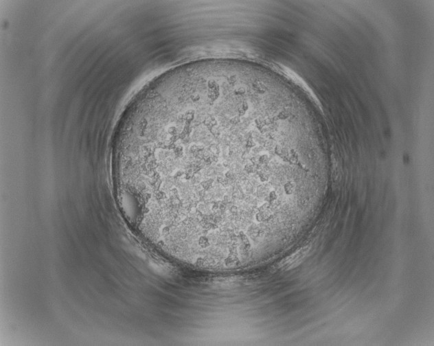 X0000069381035200606021602