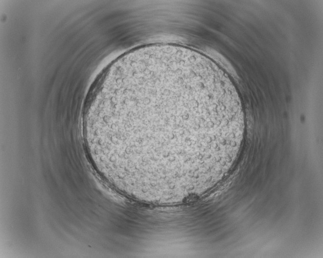 X0000069381044200606021602