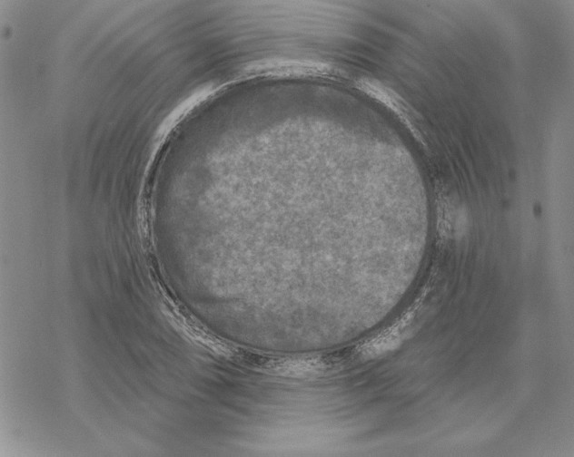 X0000069381074200606021601