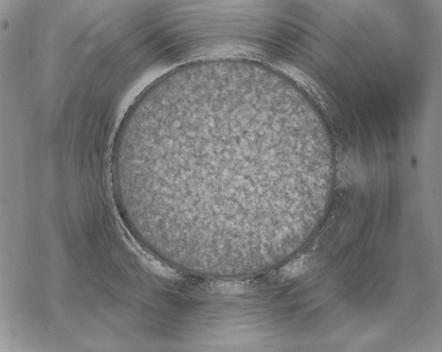 X0000069381086200606021601