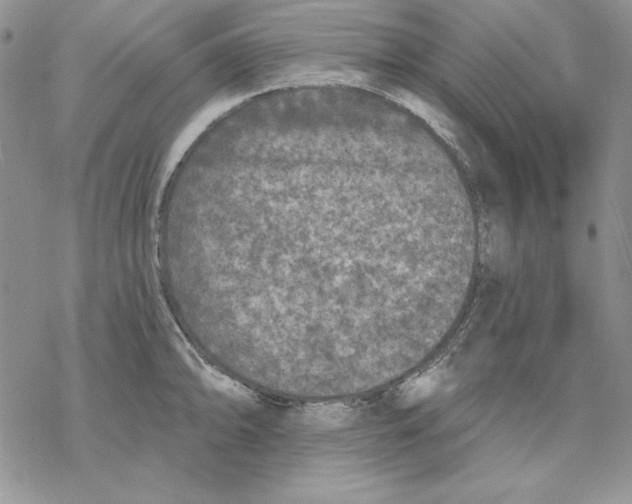 X0000069381094200606021600