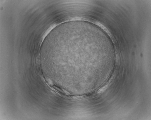 X0000069381097200606021600