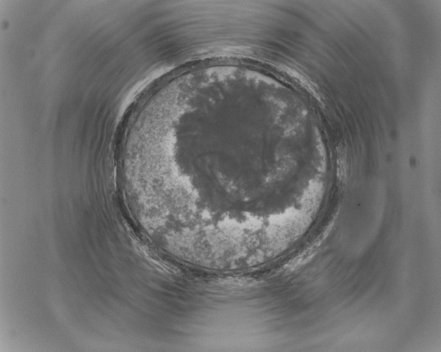 X0000069381117200606021600