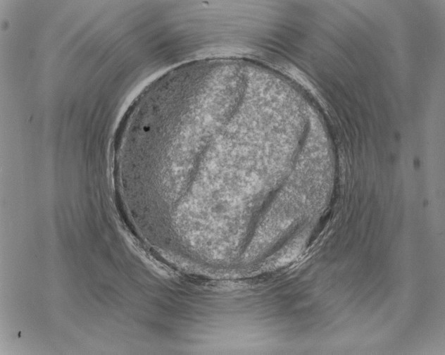 X0000069381124200606021600