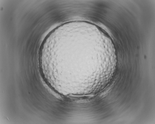 X0000069381142200606021600