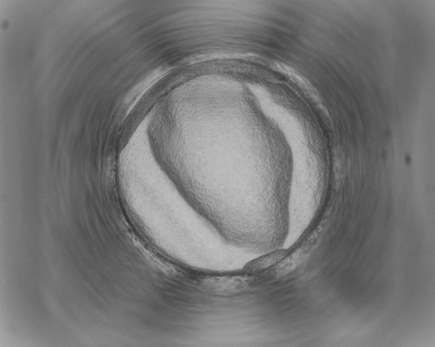 X0000069381185200606021559