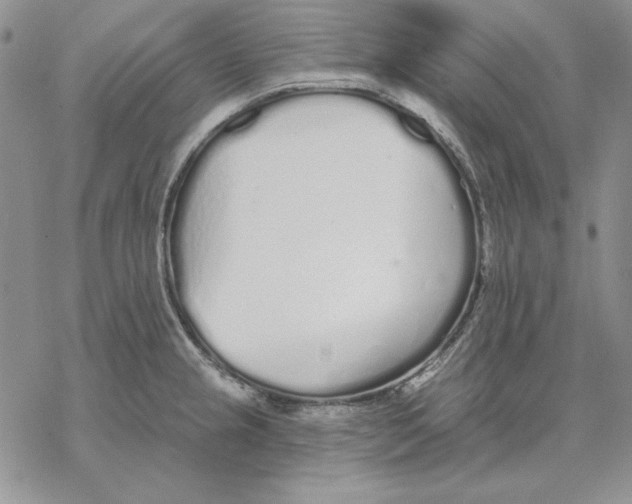 X0000069381237200606021559