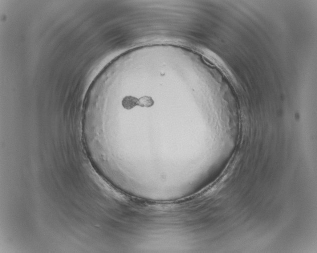 X0000069381244200606021559