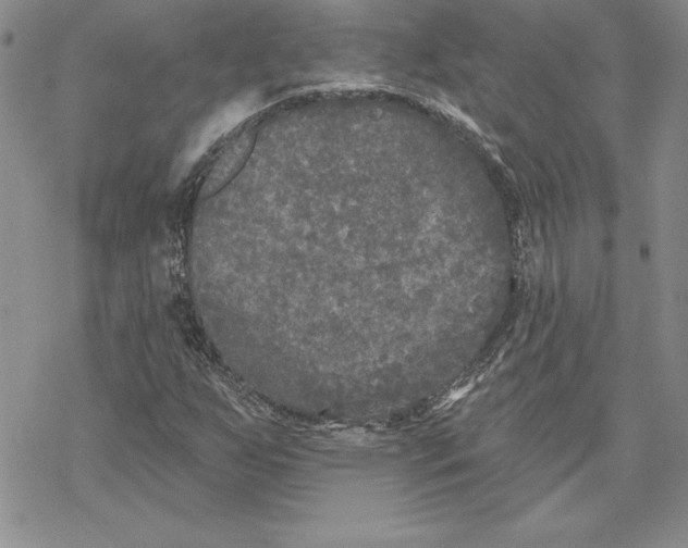 X0000069381255200606021558