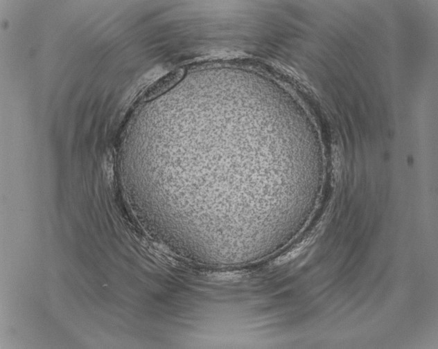 X0000069381257200606021558