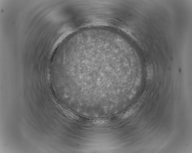 X0000069381266200606021558