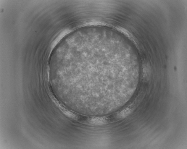 X0000069381274200606021558