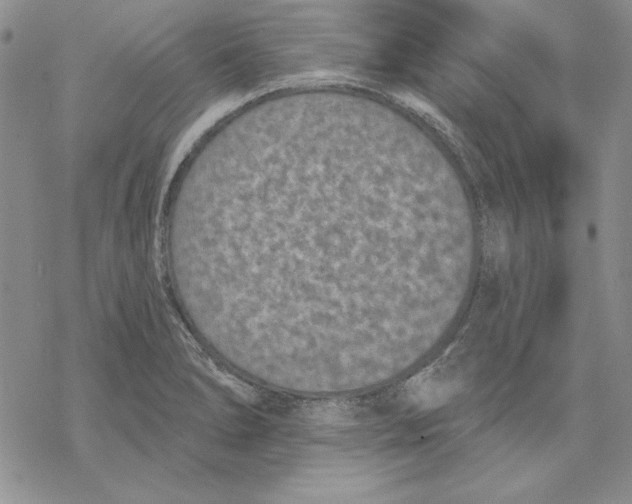 X0000069381278200606021557