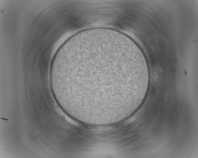 X0000069381294200606021557