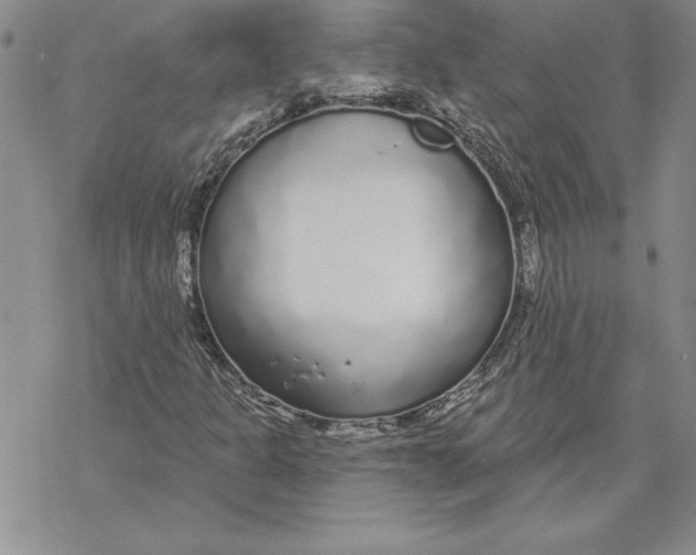 X0000069381301200606021556