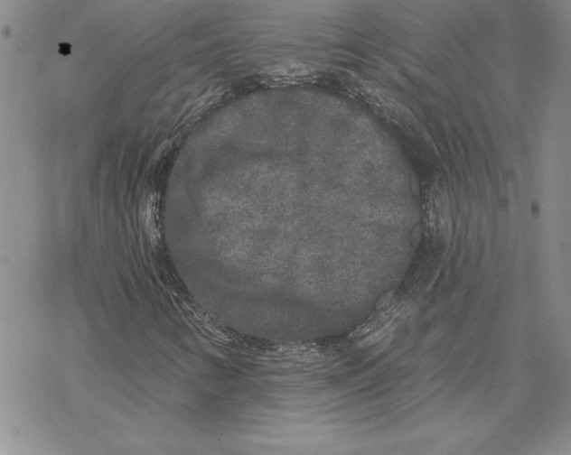 X0000069381346200606021556