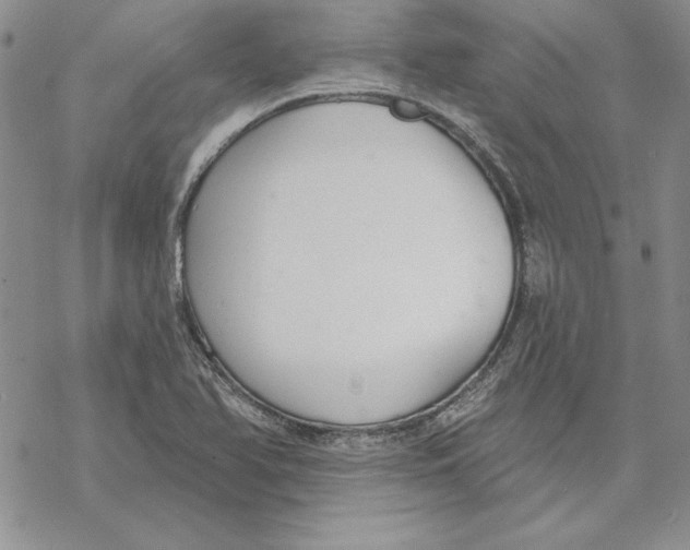 X0000069381366200606021556