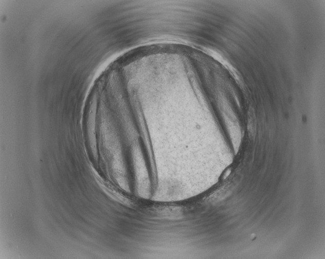 X0000069381372200606021556