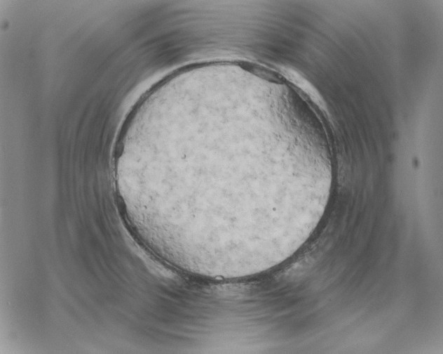 X0000069381380200606021556