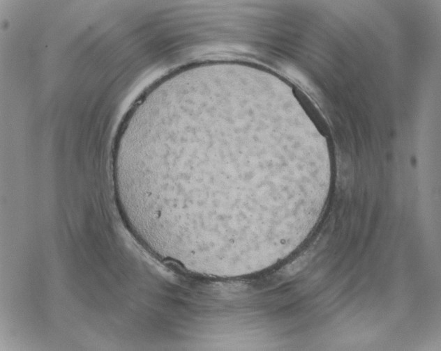 X0000069381384200606021556