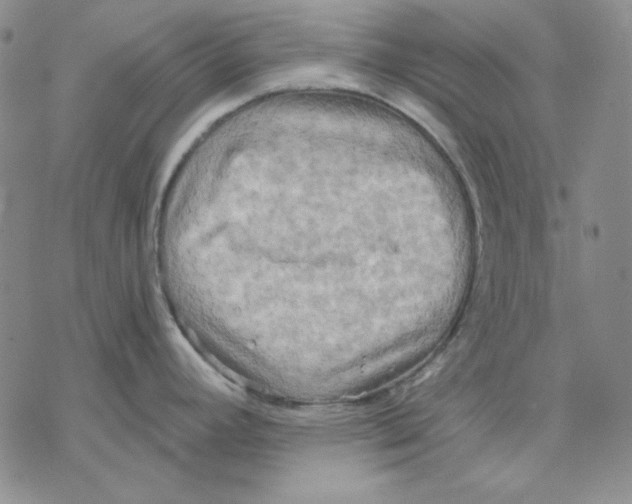 X0000069381392200606021556