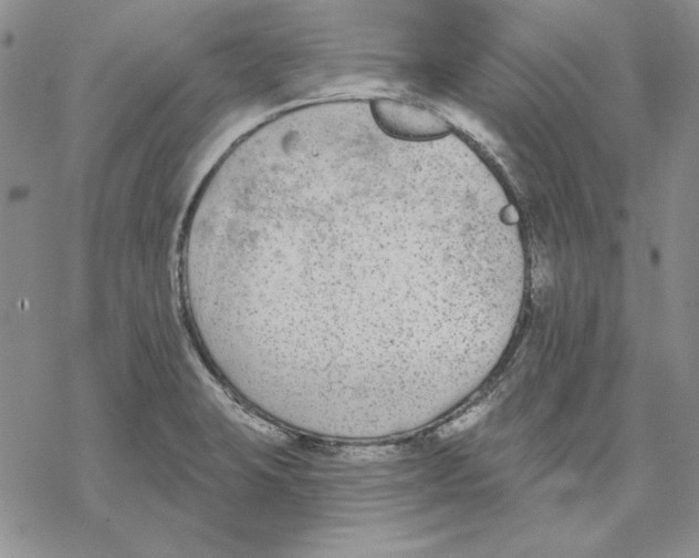 X0000069381423200606021555