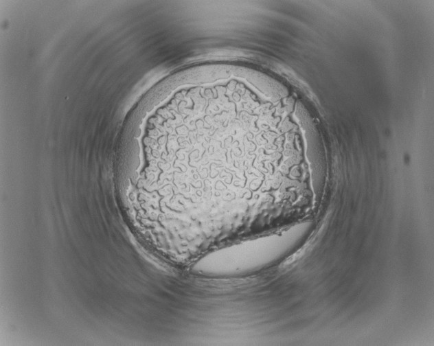 X0000069381425200606021555