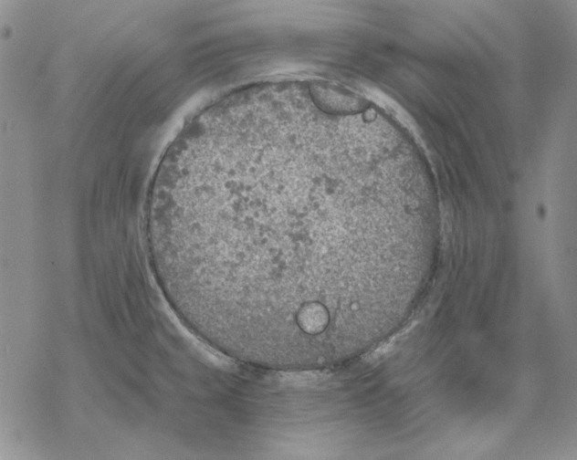 X0000069381429200606021555