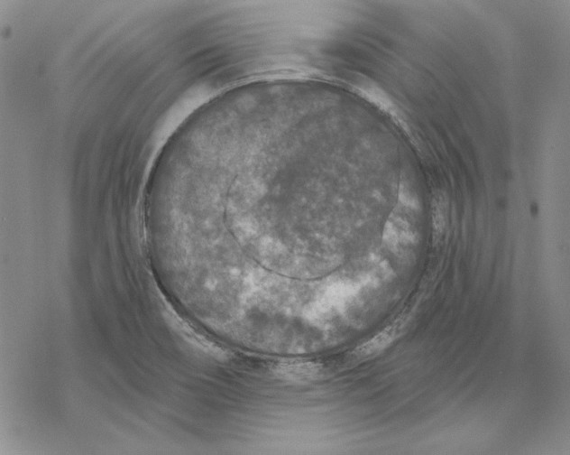 X0000069381466200606021554